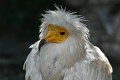 Vautour percnoptere-01